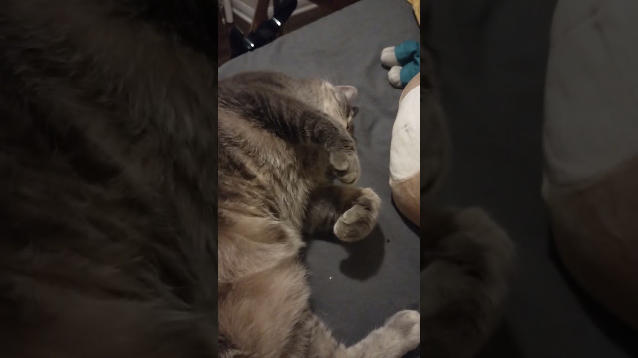 Enlarge Muffin (diabetic, solo kitty), a ADOPTABLE Domestic Short Hair in Toronto, ON video 6/6