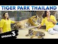 I M Totally Shocked புலியுடன் ஒரு நாள் Thailand Diaries