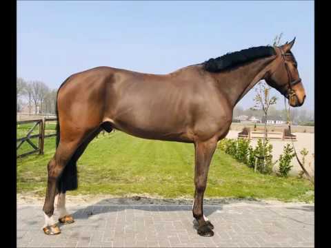 Untouchable 7 year old Jumps 1.30m International