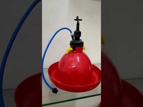 Bell chick drinker, automatically