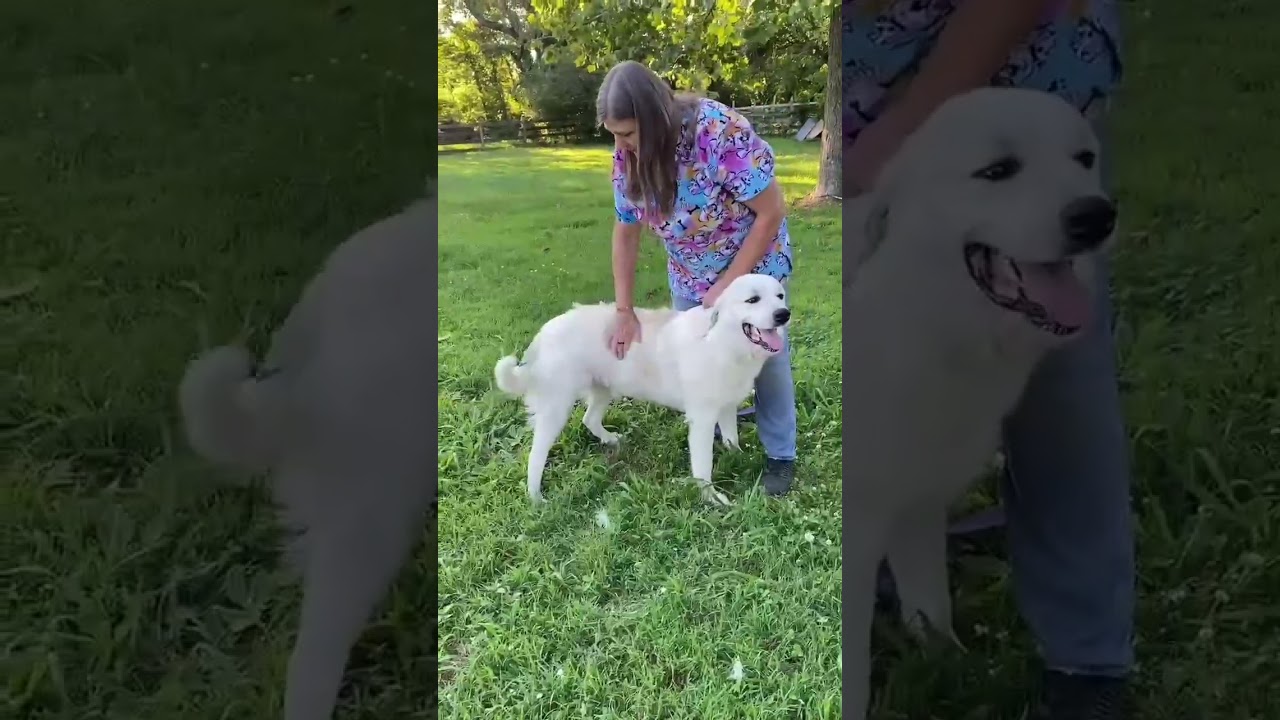 Enlarge Roo Roo in CT - Adores Attention, a Adoptable Great Pyrenees in Putnam, CT video 4/4
