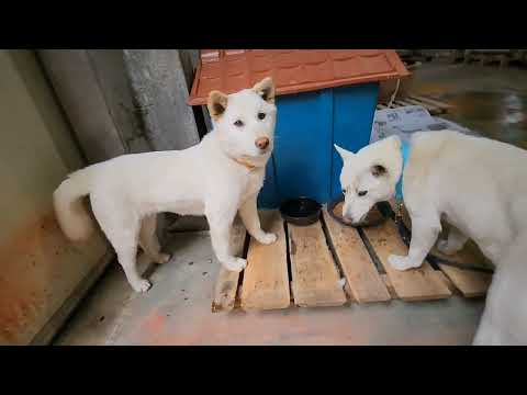 Please refer to the difference between native Jindo dogs and mixed breed dogs and distinguish bet...