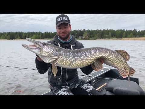 A 124cm MONSTERPIKE spits out a 70cm Burbot!