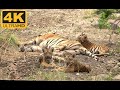 Cute Little Wild Tiger Cubs Stay Alert As Their Mother Catches Her Forty Winks
