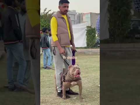 babar shair Daisy Pitbull