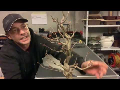 Mein Feuerahorn (Acer Ginnala) kommt endlich in die Schale rein.