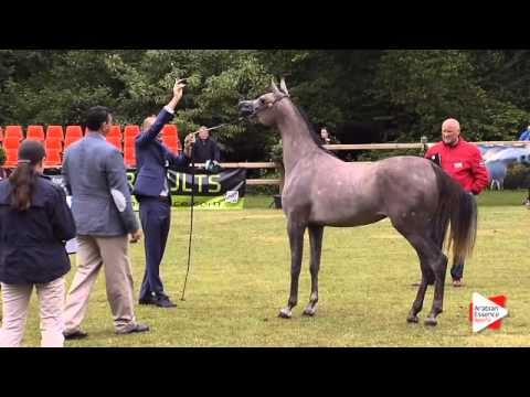 N.141 ABHA YALTA - Bruges 2015 International - Fillies 2 years old (Class 103)