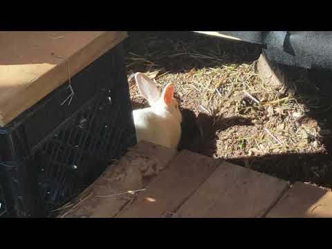 #Rabbit #digging her #burrow