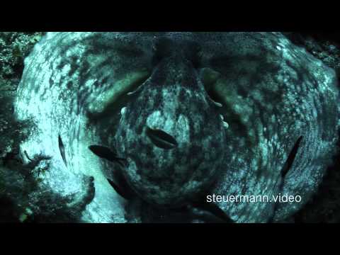 Scuba Diving in Ustica