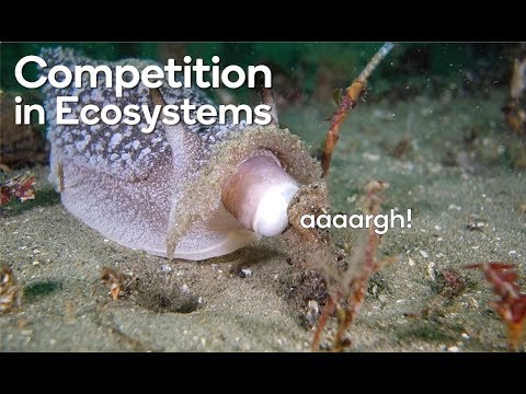 Competition in ecosystems