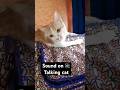 Talking cat #cat #catt #catcare #catlover #ourcat #cathealth #funny #ytcat #catlove #cute #catvideos