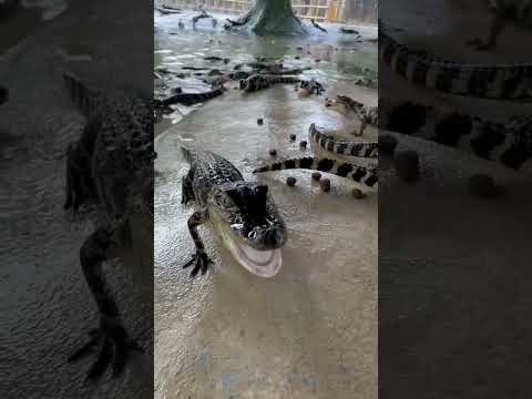 Baby Alligator Breakfast‼️ #gatorland #alligator #babyanimals