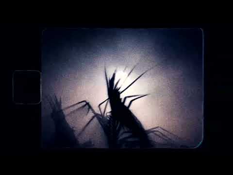 REAL/SAJKO x THEGOLONA - SYMETRIA OSOBOWOŚCI