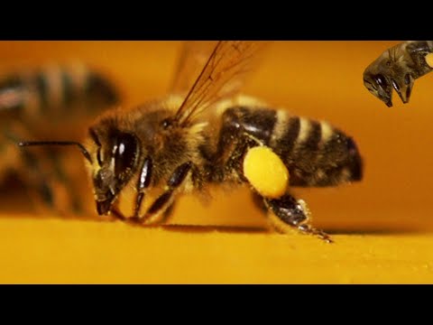मधुमक्खी की उड़ान का रहस्य: तेज़ी और पंखों की अद्भुत कला का चमत्कार
