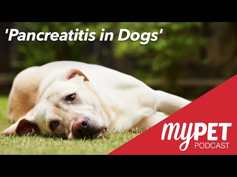 myPET Podcast: Pancreatitis in Dogs