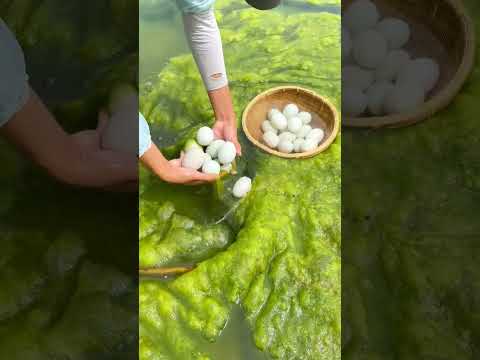 Collecting eggs in the river #shorts