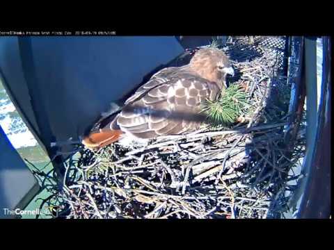 Arthur steps on BR, so he gets to incubate?  3.19.18   8:51 am.