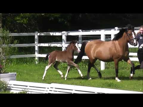 PAV VIENETTA DR St. v. PHW'S Grandios - Nemax