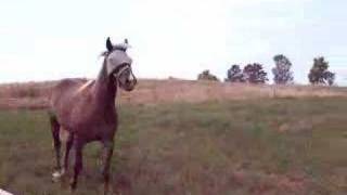 preview picture of video 'Belgian Cydesdale  Horse Pasture Paddock fly mask masks'