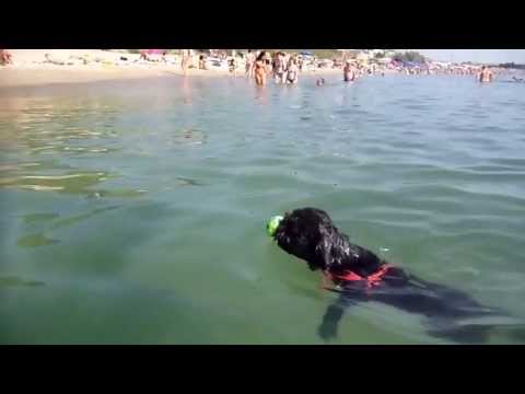 Thor fetches his favourite toy