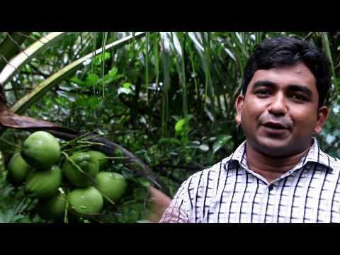 মাত্র ৩ বছরেই ফল ধরে, খাটো জাতের নারিকেল...