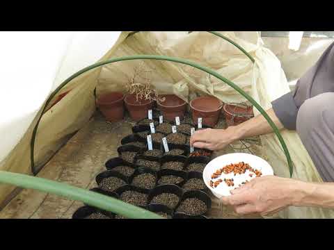 園芸 白い極楽鳥、ストレリチア樹木