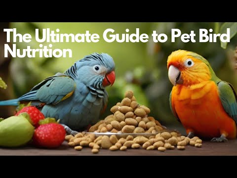 The Ultimate Guide to Pet Bird Nutrition