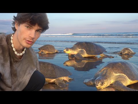 Why Thousands Of Sea Turtles Visit This Beach?