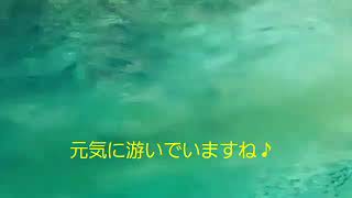 ホッキョクグマのダイナミックな泳ぎ