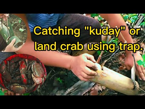 Catching "Kuday" or land crab and mud lobster using bamboo trap.
