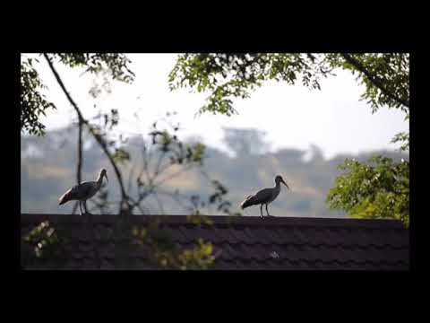 #virtualbirding 2020! Garden birding during lockdown in South Africa.