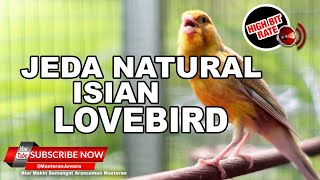 Download lagu 🔴 LIVE SABTU FULL ISIAN LOVEBIRD❗️KENARI GACOR JEDA NATURAL ❗️ mp3