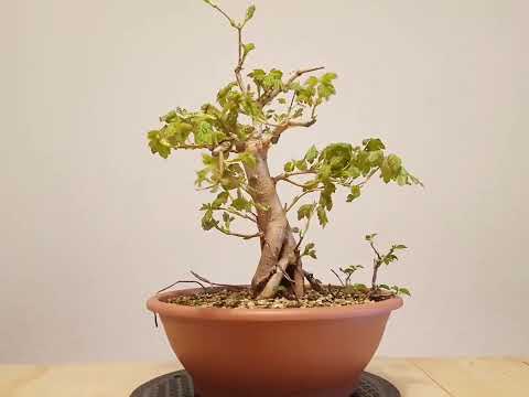 Bonsai acer campestre - Feldahorn