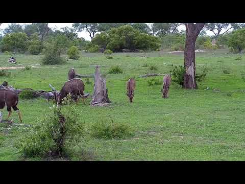Djuma: Bachelor herd of Nyala males - 17:13 - 12/13/19
