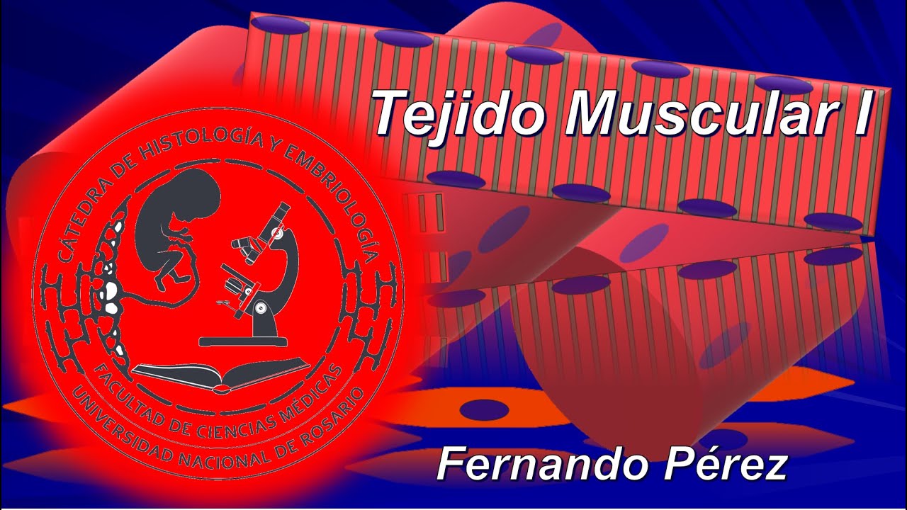 Tejido muscular I