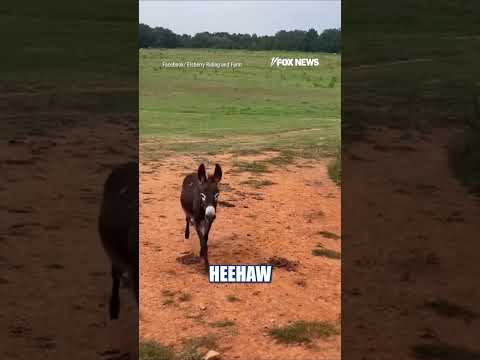 Justice for HeeHaw: Pass HeeHaw's Law