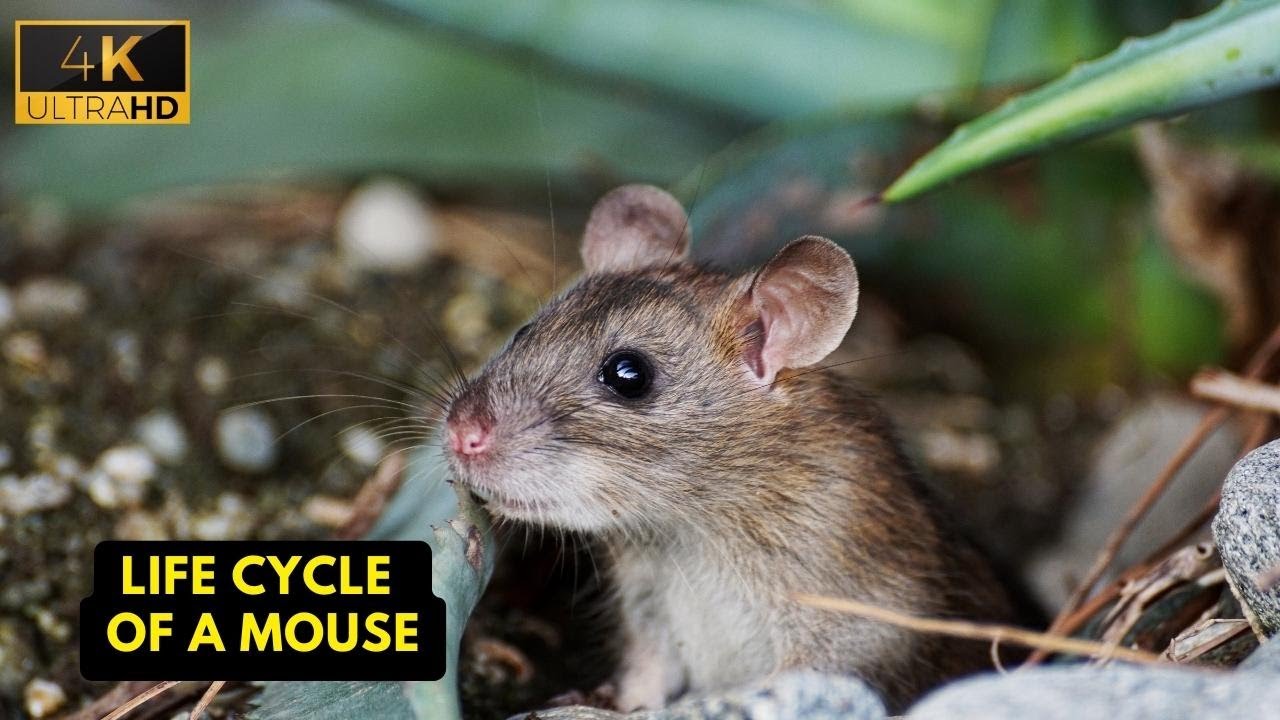 What is the average life expectancy of a wild mouse? Tipseri