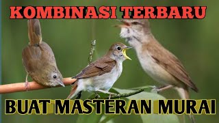 Download lagu masteran terbaru wambi mini sikatan Londo kerak basi cocok buat masteran murai batu mp3