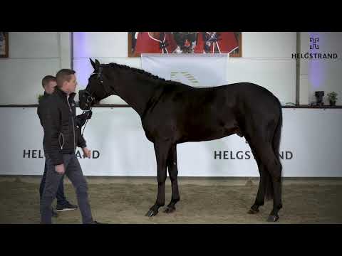 Forever Love von Fair Game / Destano - hengst geboren 2018 (GER)