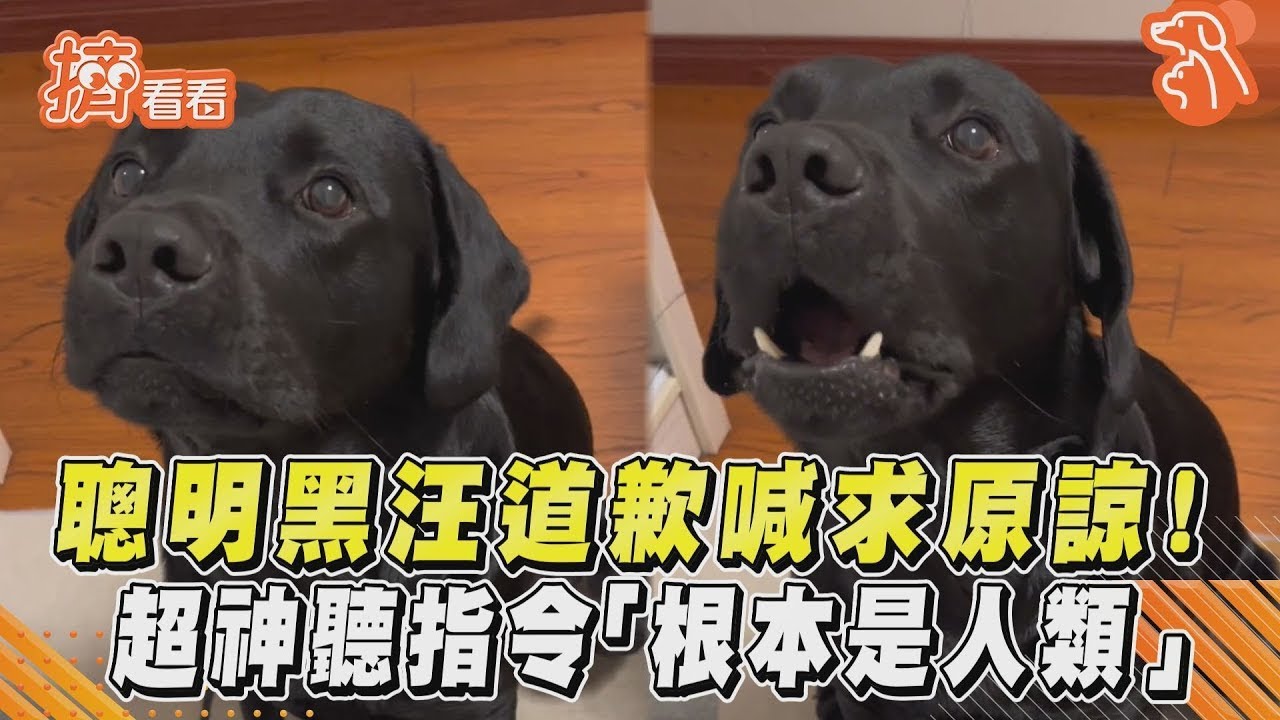 影音/聰明歐告道歉喊求原諒! 超神聽指令「根本是人類」