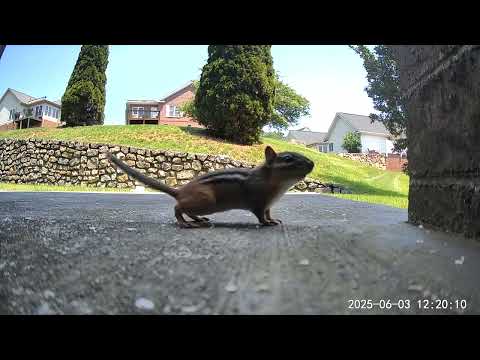 Critters from June 3 2025 #roanokeva #wildlife #backyardzoo #animals #squirrel #chipmunk
