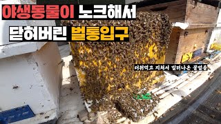 세력이 넘쳐나는데 입구가 닫혀버려서 전멸할뻔한 꿀벌들