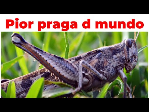 Get rid of the locusts in your fields (Pharaoh's plague).