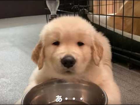 ( กองโจร ) ไม่ดื้อน่ะ ไม่ซนด้วย เป้นแค่ม๋า เป้นเด้กดี