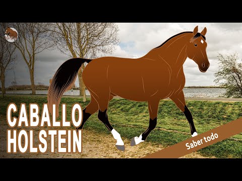 , title : 'El mejor caballo de concurso completo de Alemania - Caballo Holstein - Razas de caballos'