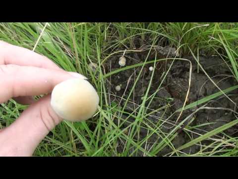 Identifying Blue meanies or Panaeolus cyanescens mushrooms- more examples