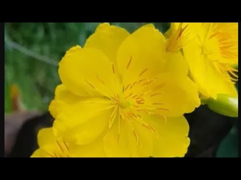 mai chơi tết hàng độc chơi tết  8/9/2022@0365058200