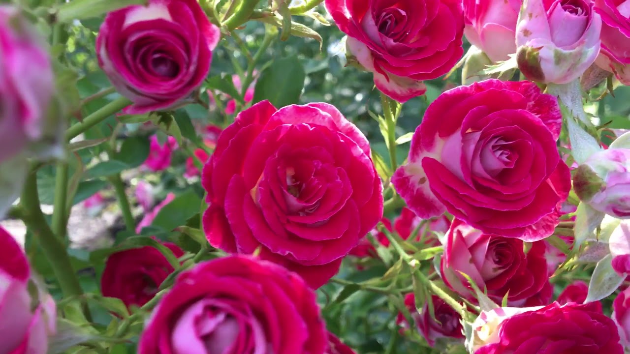 Роза Schöne Koblenzerin цветет!!!