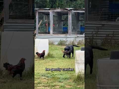 No Chicken is Above the Law 🐓🐕🤣