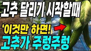 고추 달리기 시작할때 이것만 하면 고추가 주렁주렁! 탄저병 벌레걱정 한방에 사라지고 다수확 대박!